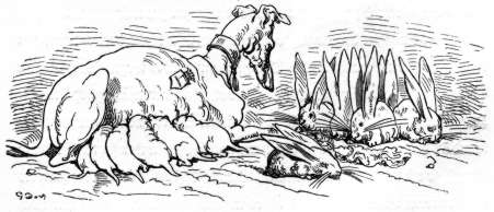 Dogs and rabbits